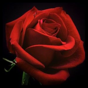 Meet your Posher, Felipa